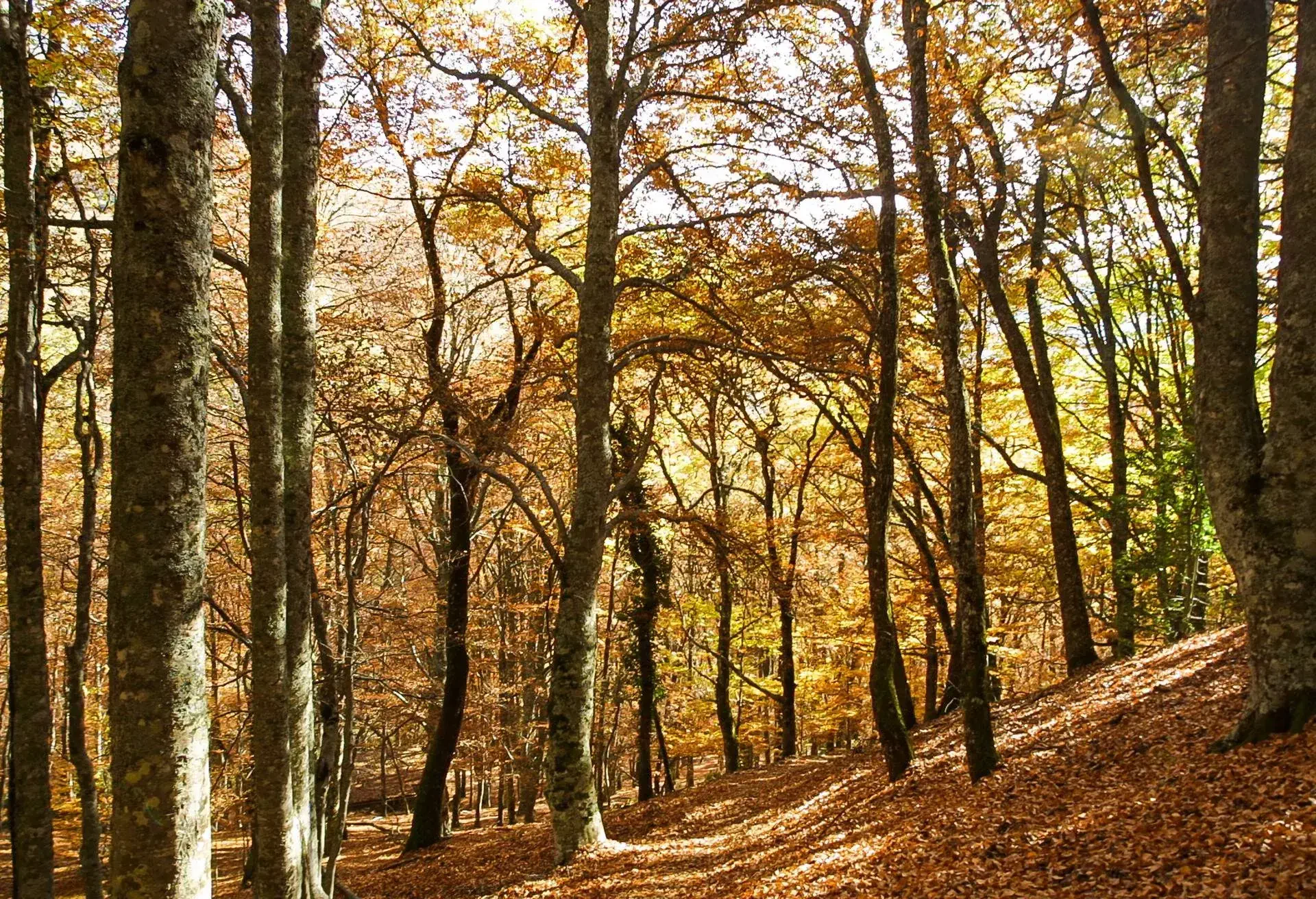 SPAIN_Natural_park_of_Hayedo_de_-Montejo