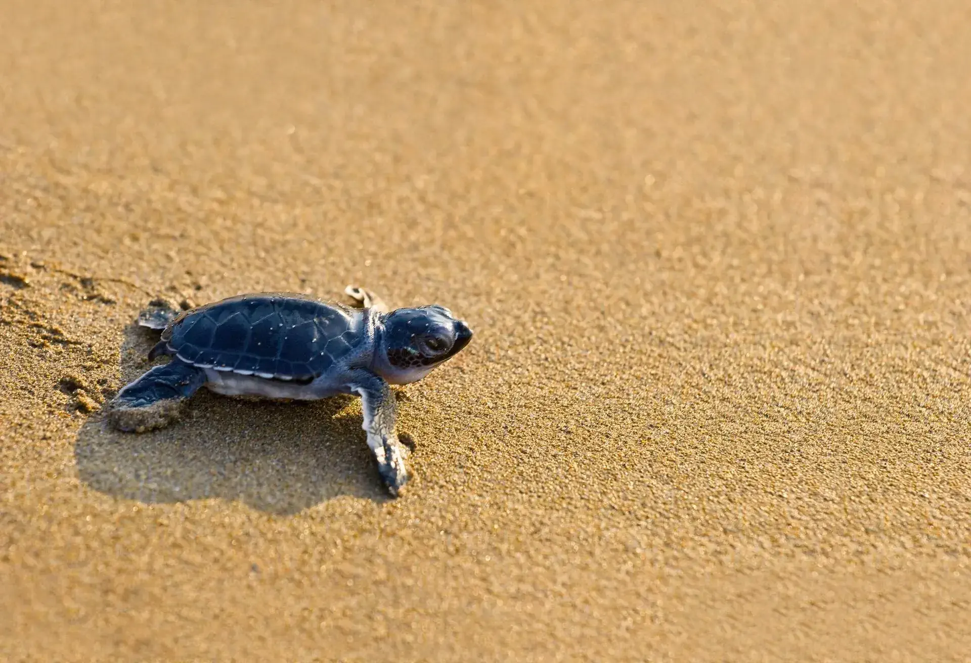 ANIMAL_SEA_TURTLE_SAND_BEACH
