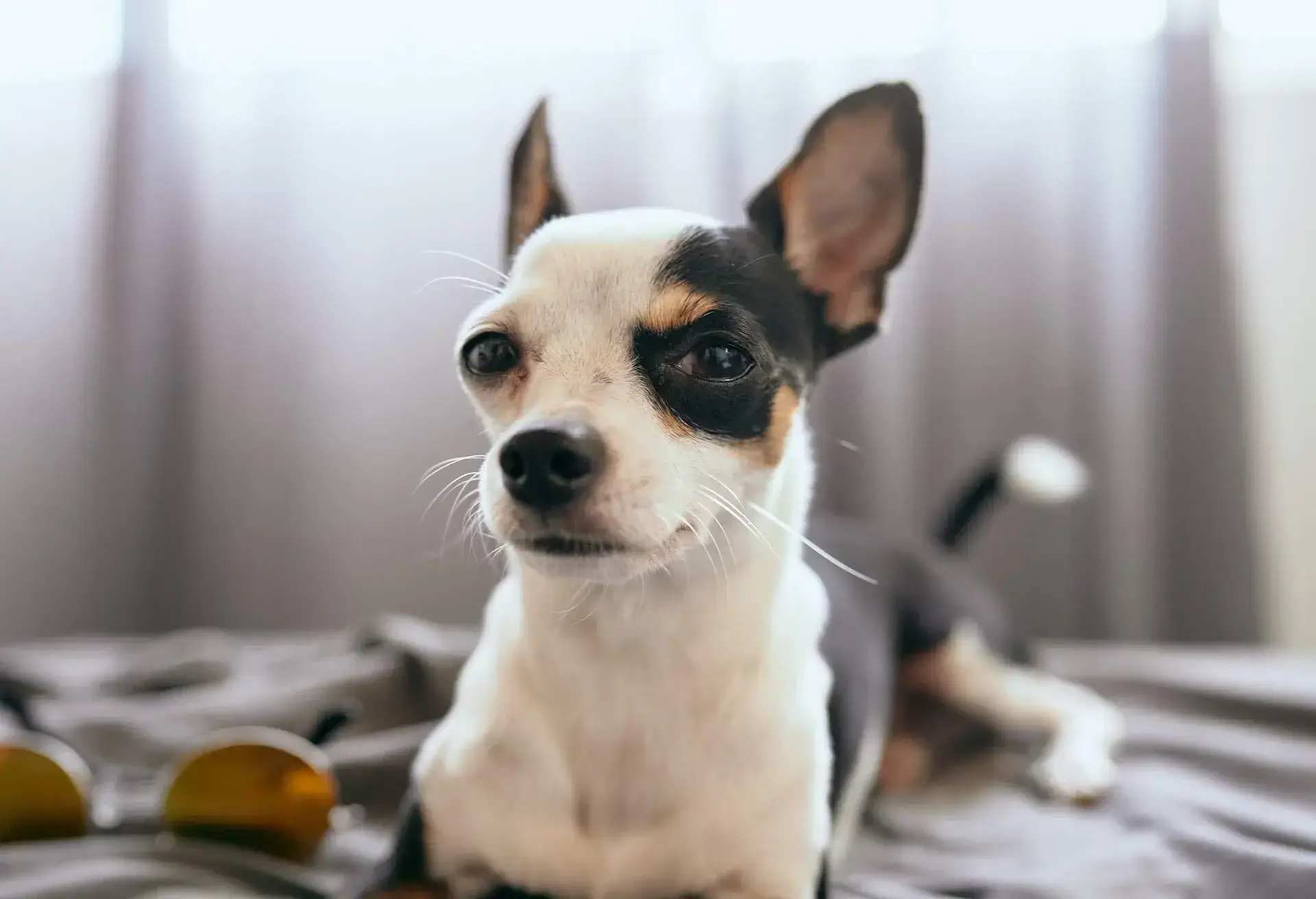 ANIMAL_DOG_LIES_ON_THE_BED_HOTEL
