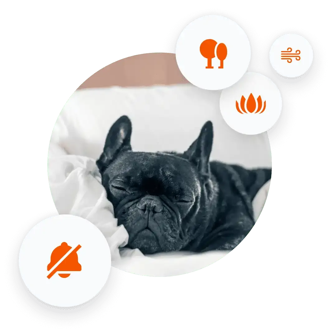 perro durmiendo
