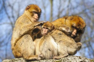 Barbary-macaque_shutterstock_266101295