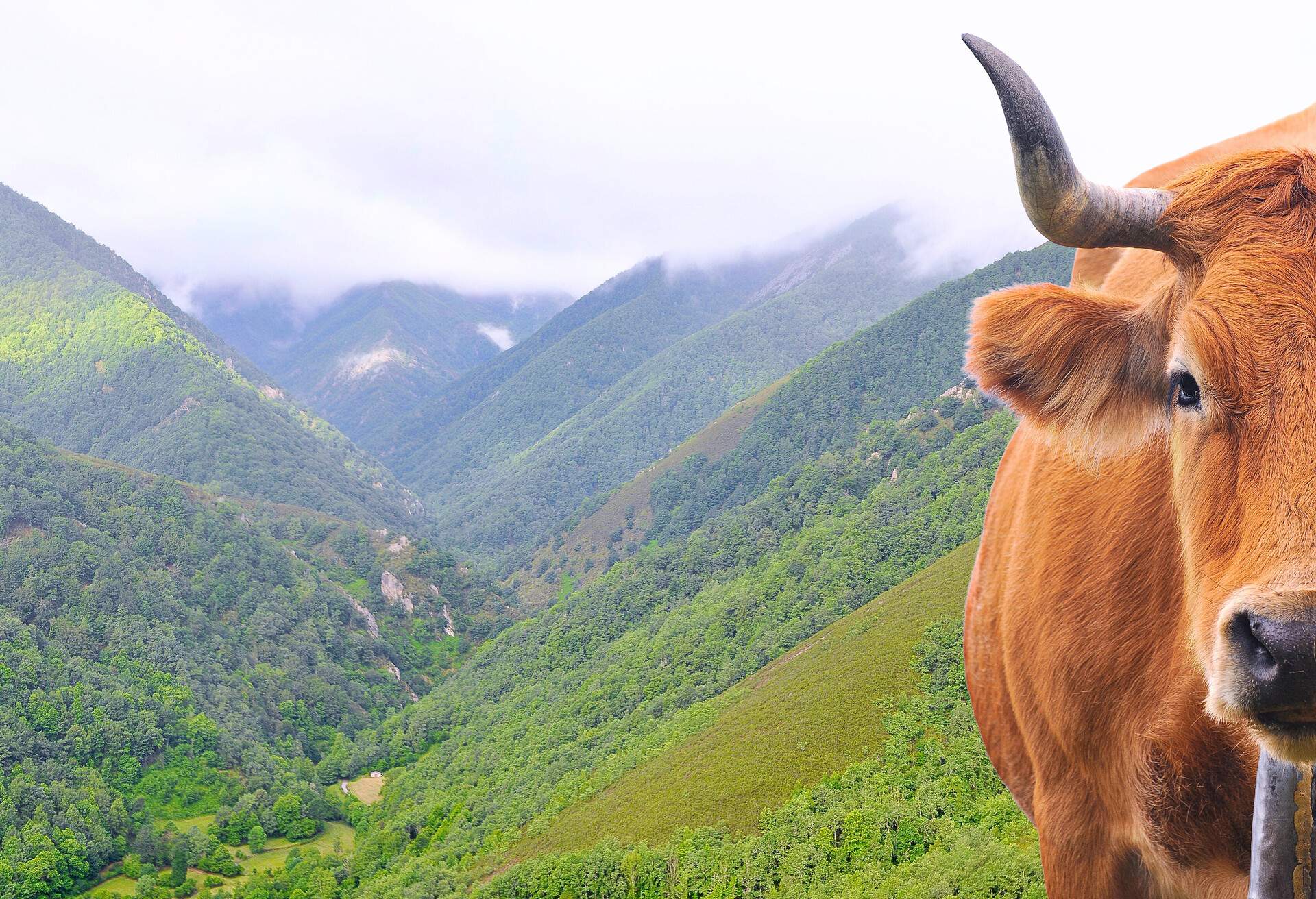 Cow in Muniellos forest in Asturias, Spain.