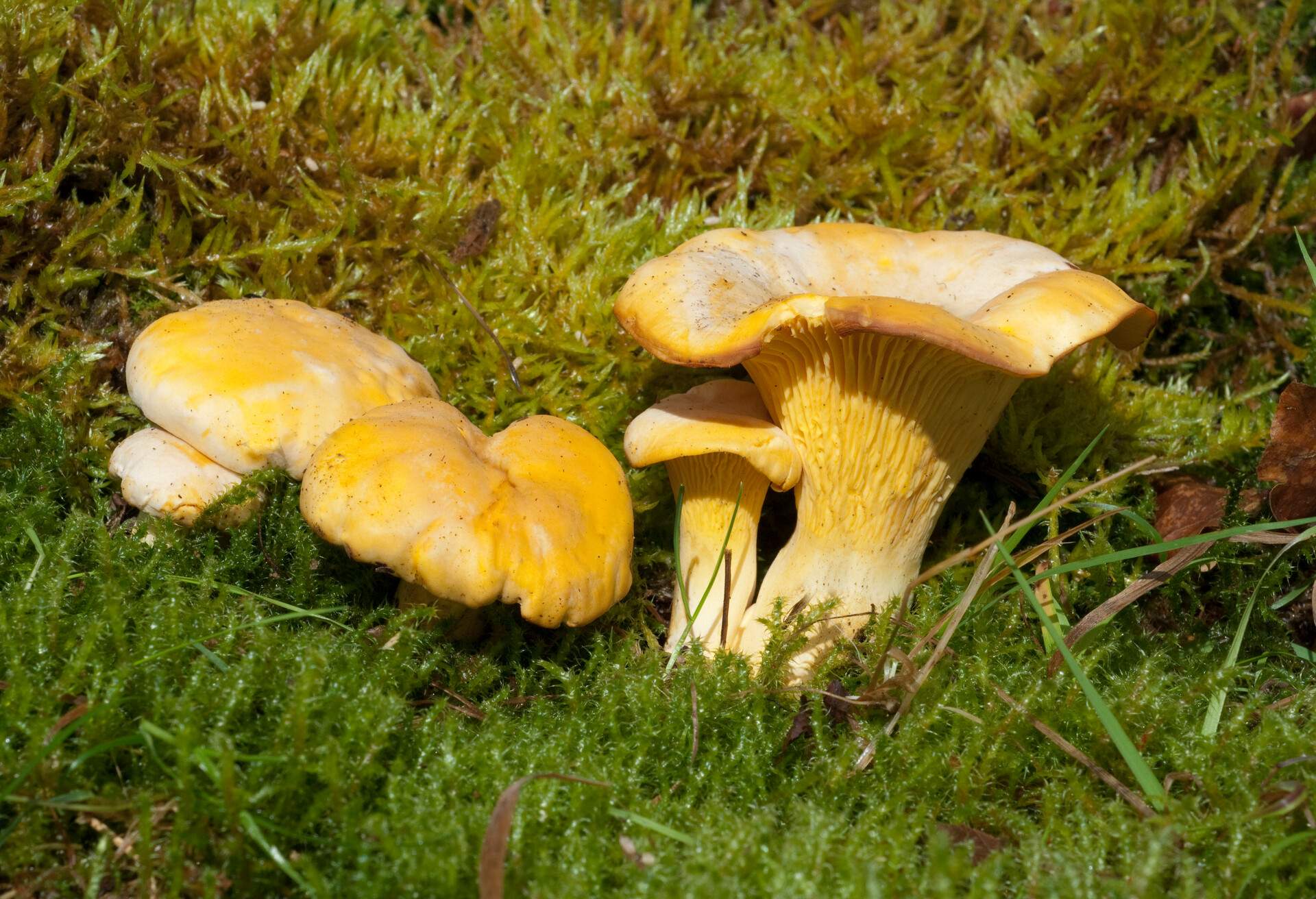 Cantharellus; cibarius; mushrooms