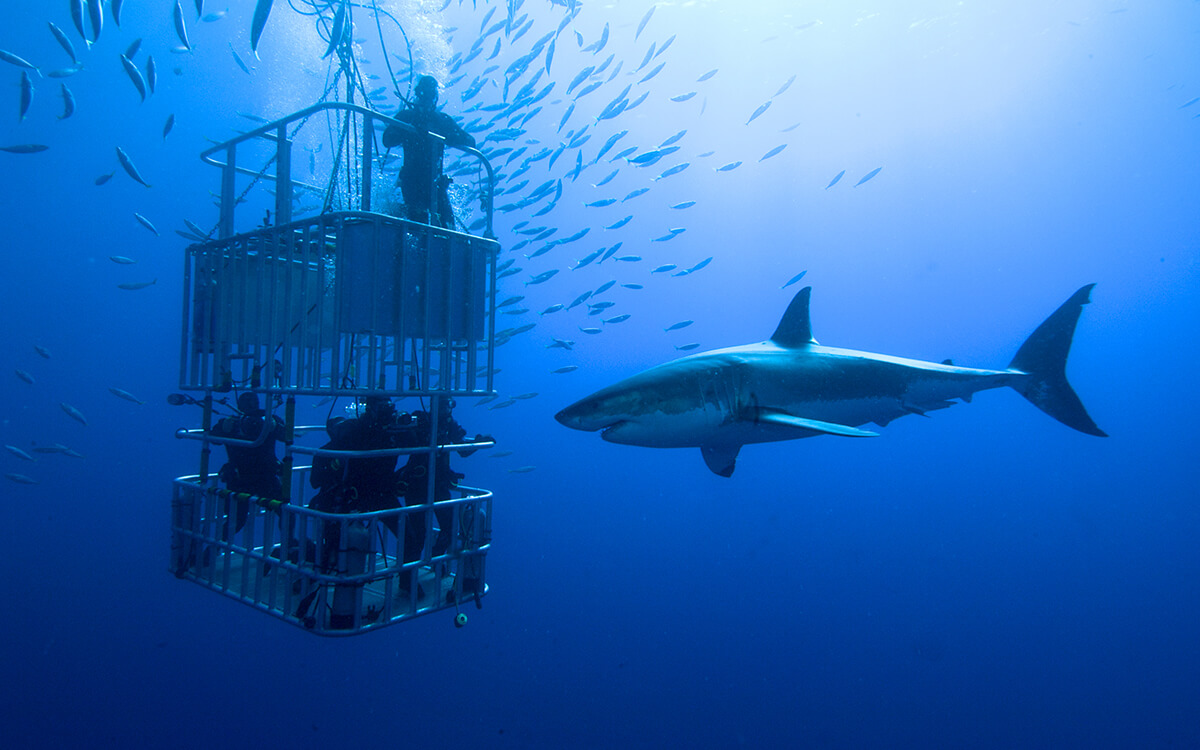 Inmersión con tiburones