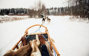 Laponia: trineo de perros