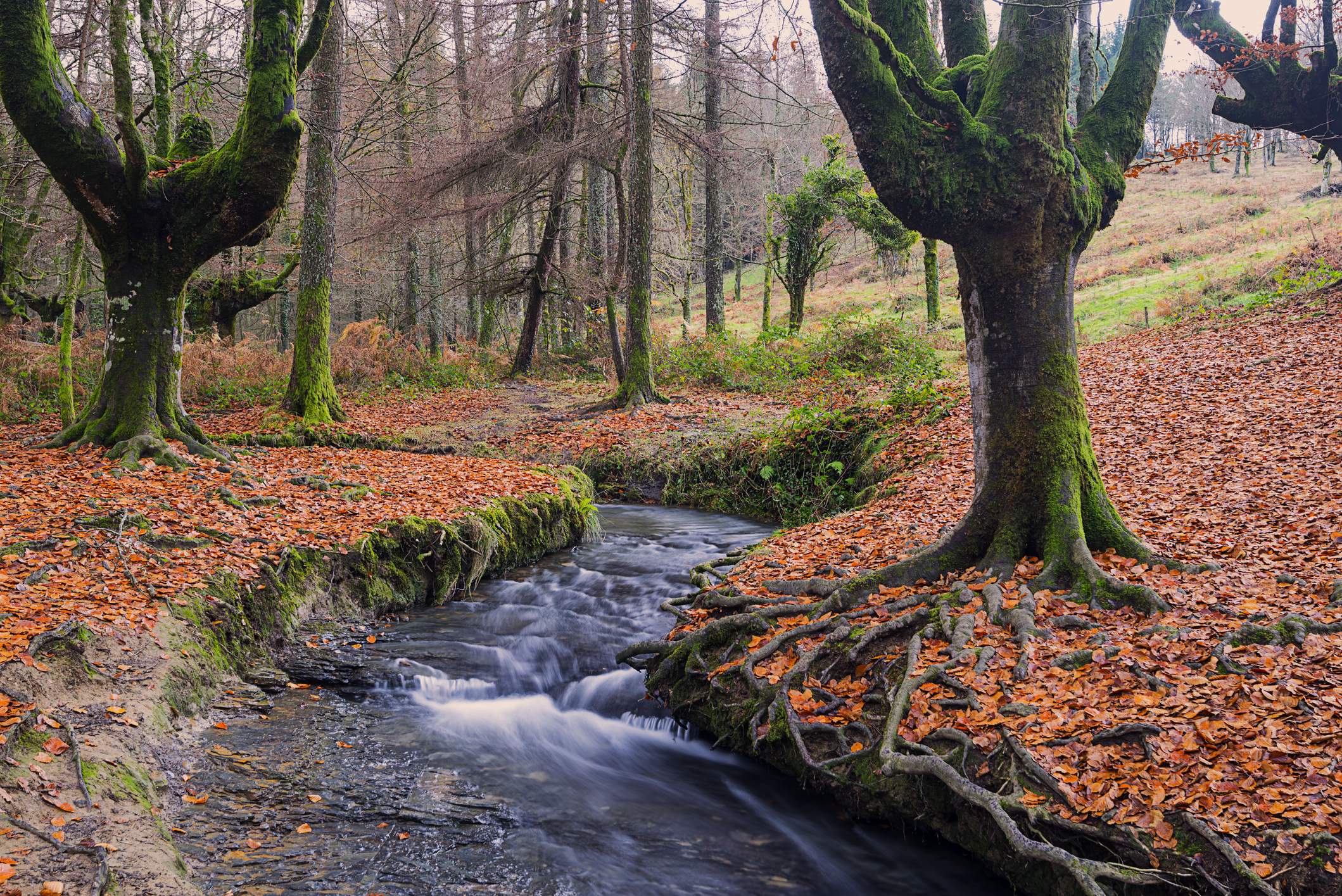 Otzarreta hoy,Trees growing in forest during autumn,Hayedo Otzarreta,Spain