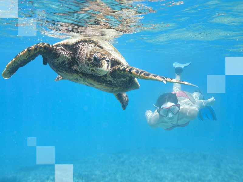 Nada como nadar con una tortuga en su ambiente natural