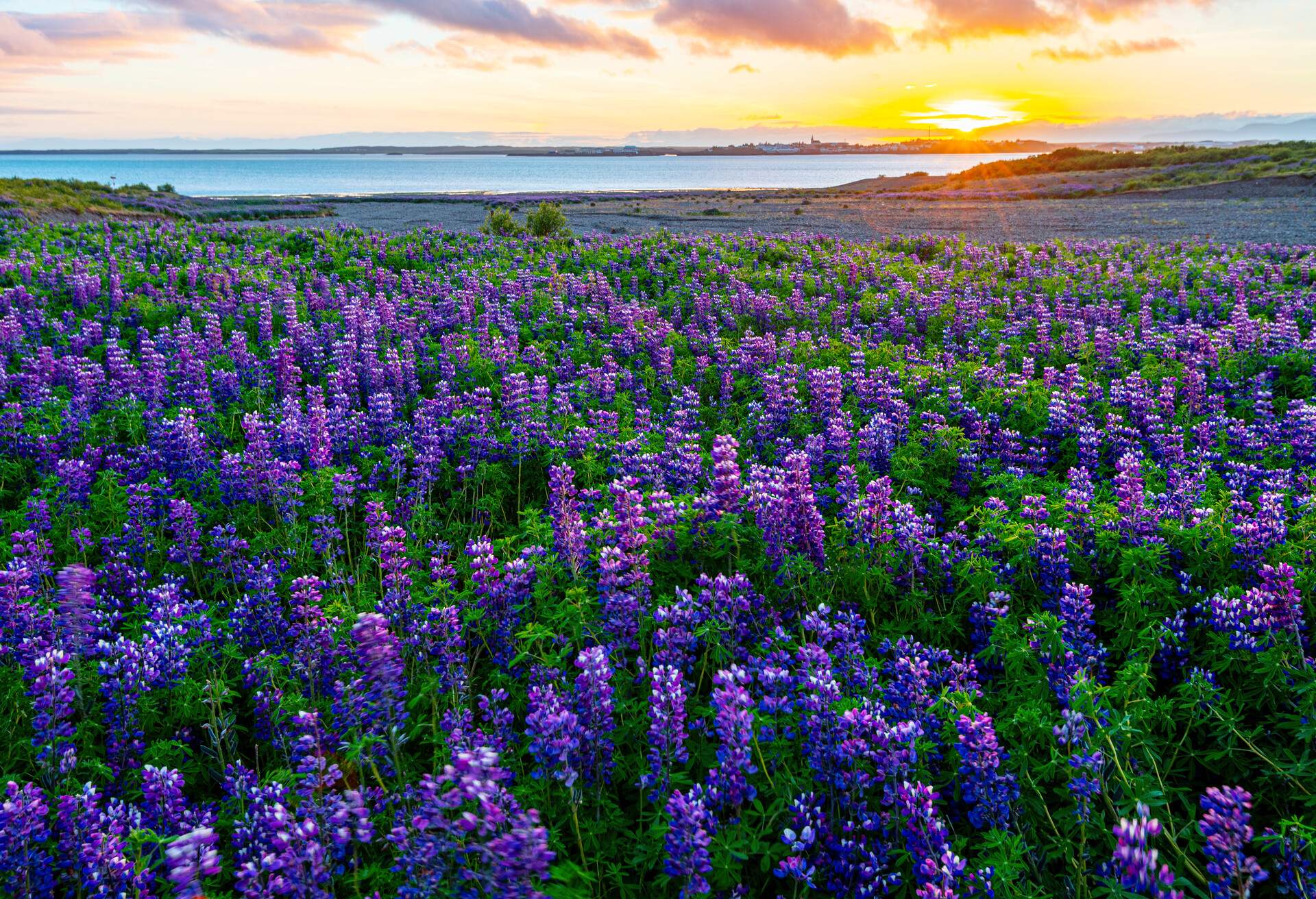 DEST_ICELAND_REYKJAVIK_SUMMER_MIDNIGHT_SUN_GettyImages