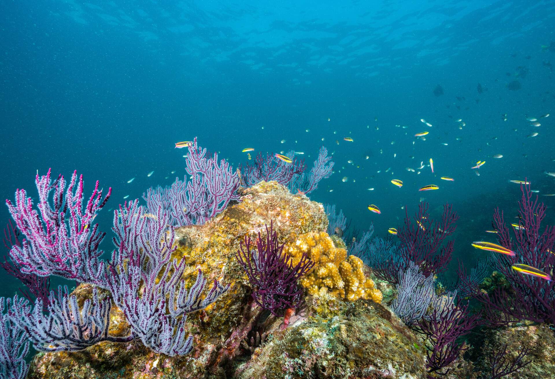 DEST_MEXICO_SEA-OF-CORTEZ)LOS-CABOS_CORAL-REEF_GettyImages-1300029984