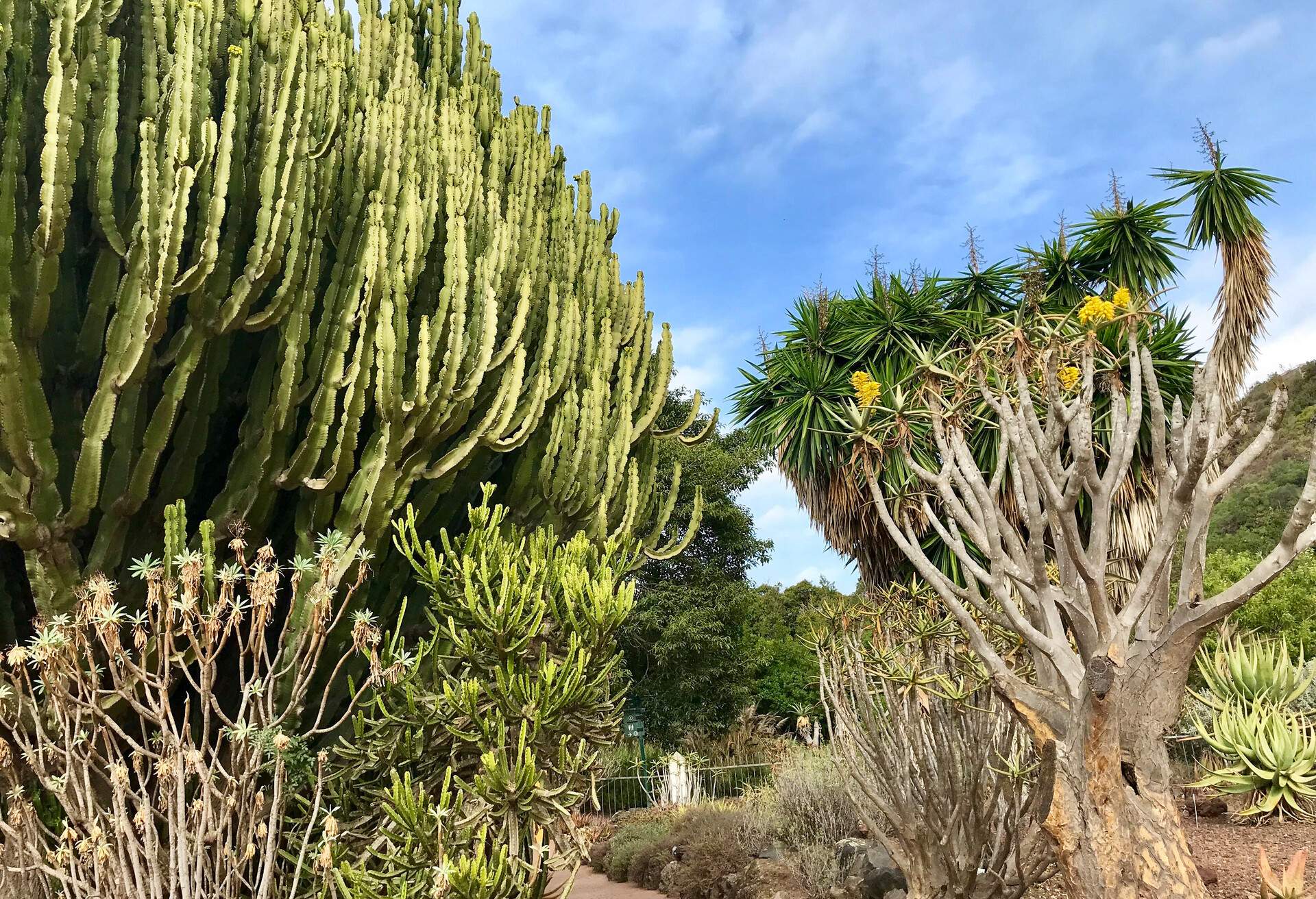 DEST_SPAIN_GRAN_CANARIA_Cactualdea_Park