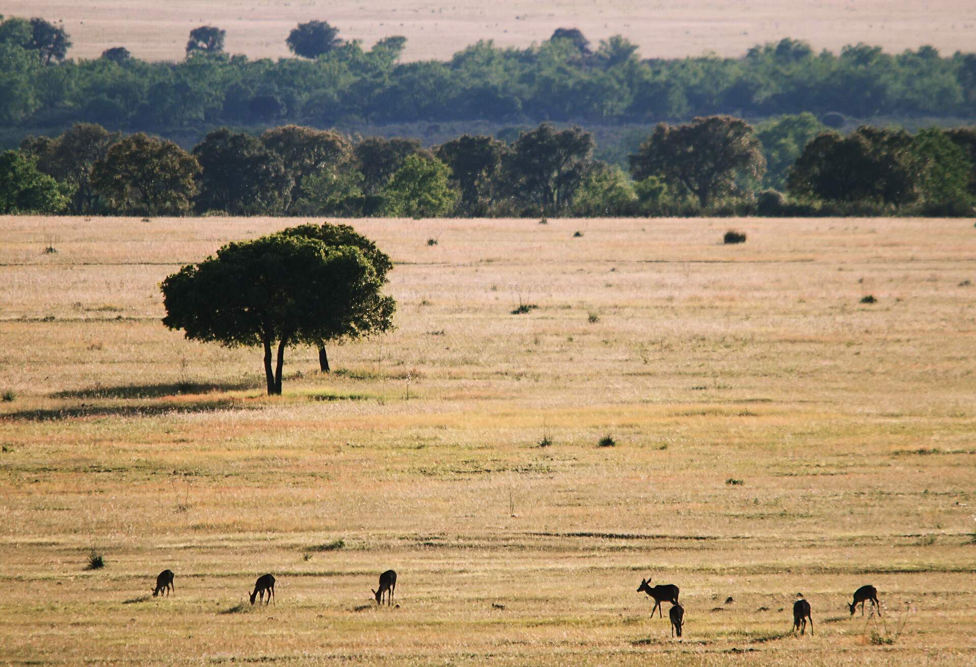 Trees in the grassland, Cabañeros national park, Spain