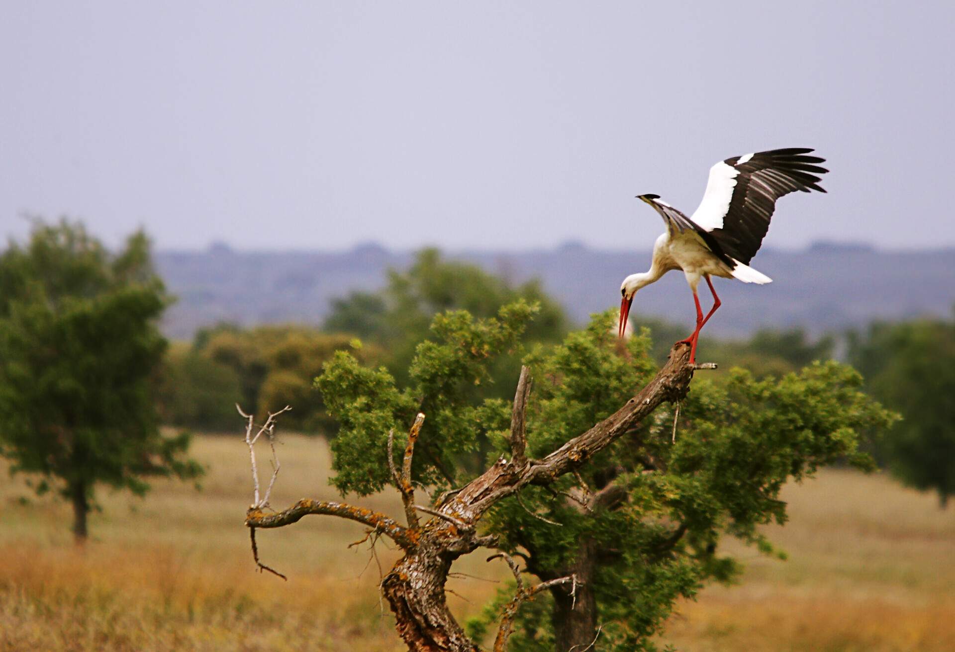 Beautiful stork at the park outdoors in Cabañeros national park, Spain