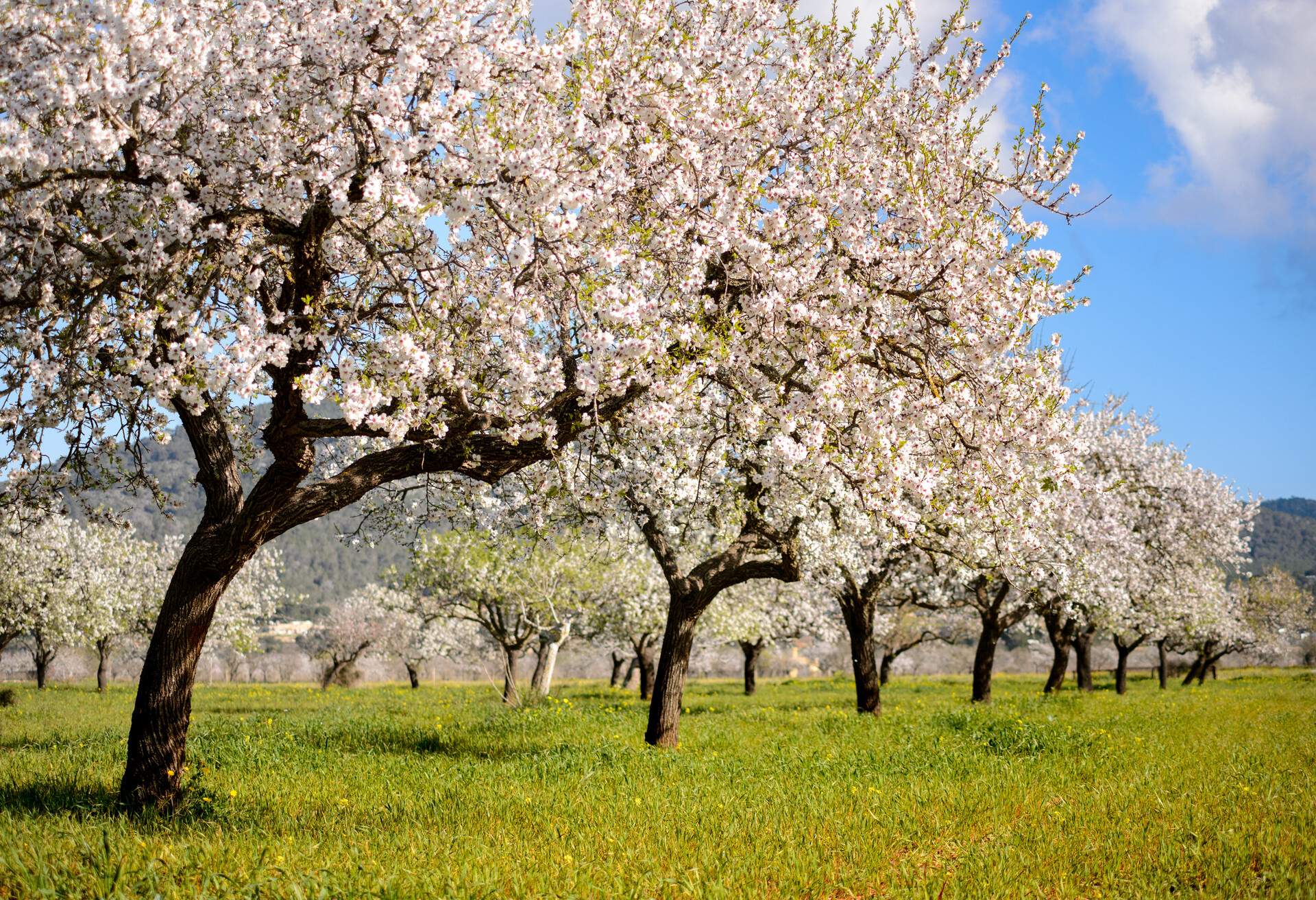 Almond trees in Ibiza, Spain