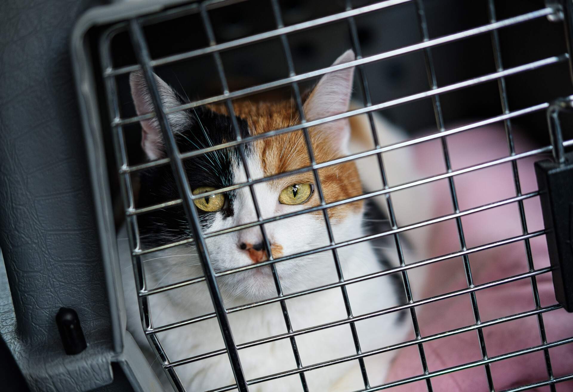 THEME_ANIMAL_CAT_CAGE_GettyImages