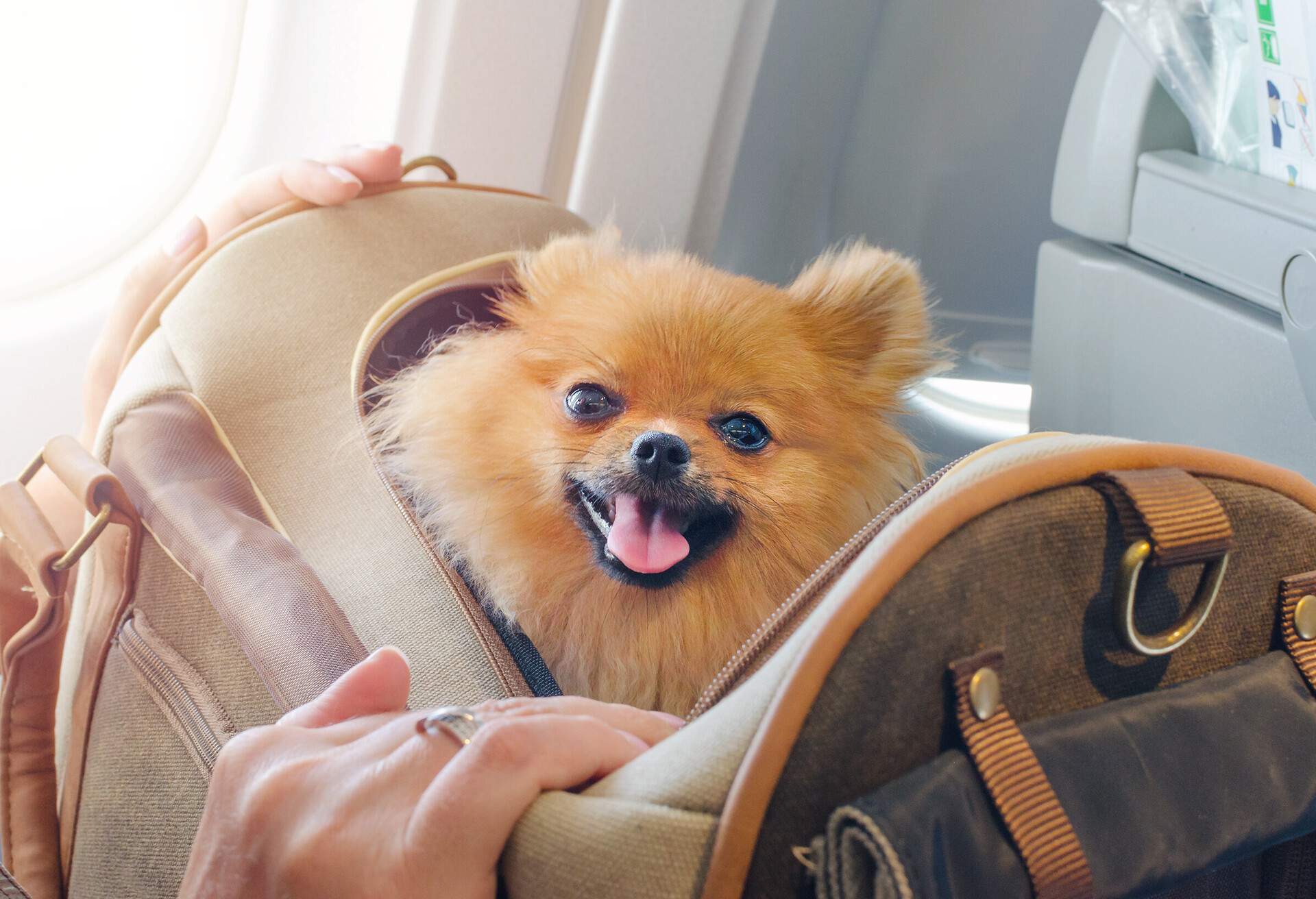 THEME_ANIMAL_DOG_AIRPLANE_GettyImages