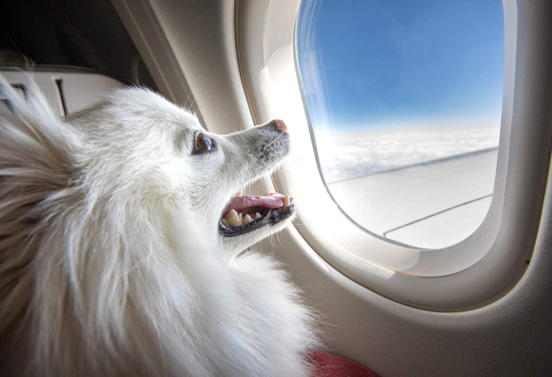 THEME_ANIMAL_DOG_AIRPLANE_GettyImages