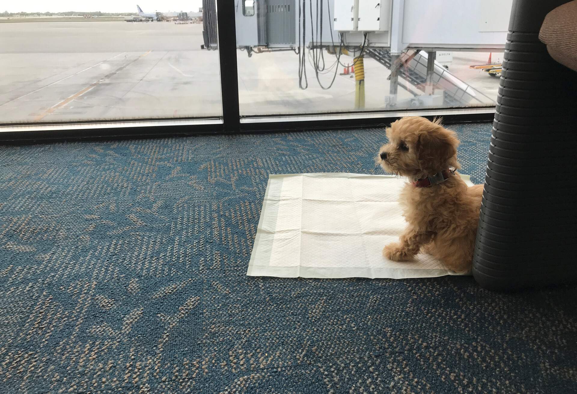A puppy is waiting for his plane to arrive at the airport