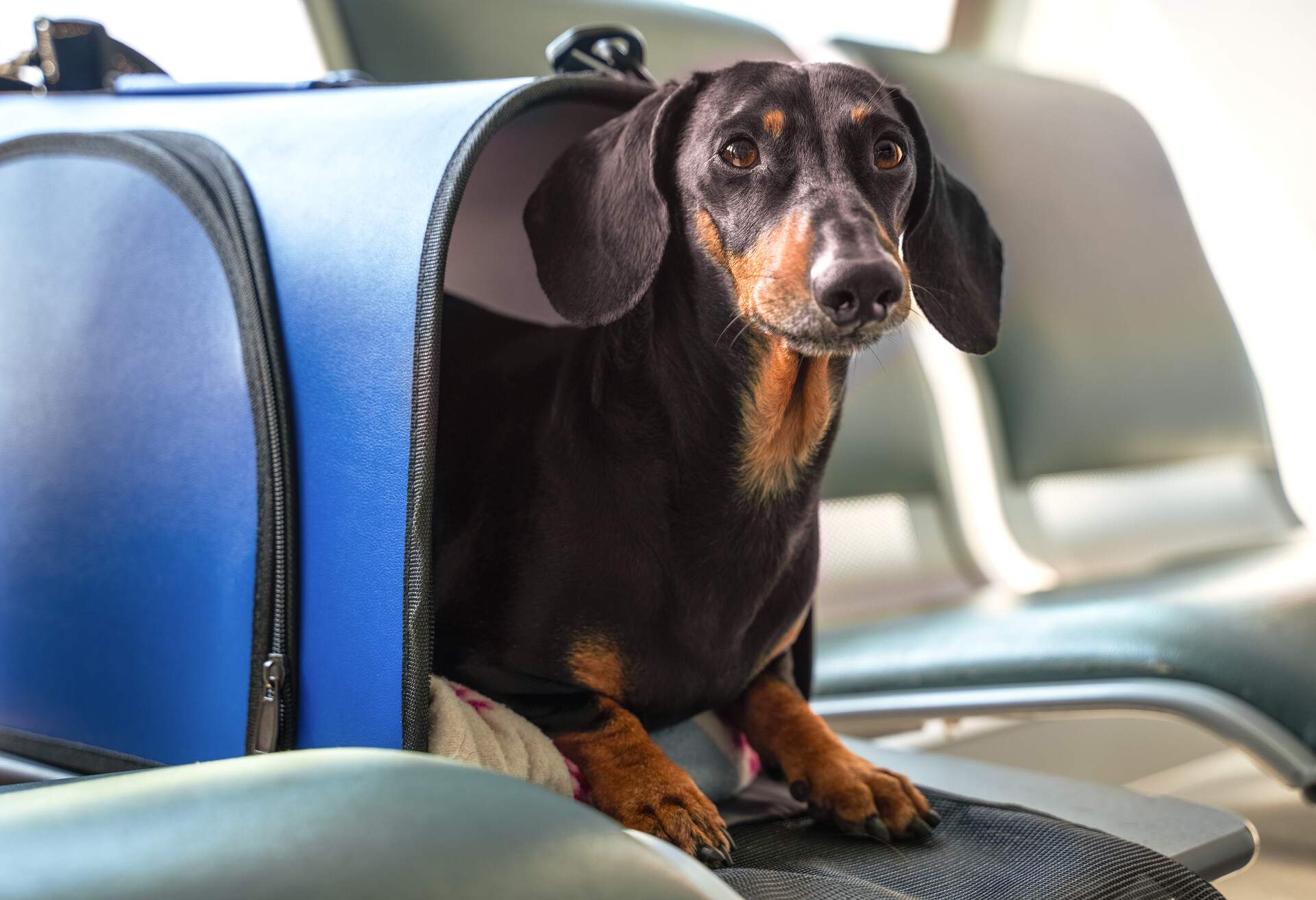 Cute little dachshund peeking out from special dog carry bag in airport or railway station. Row of empty seats on background. Travelling with pets concept.
