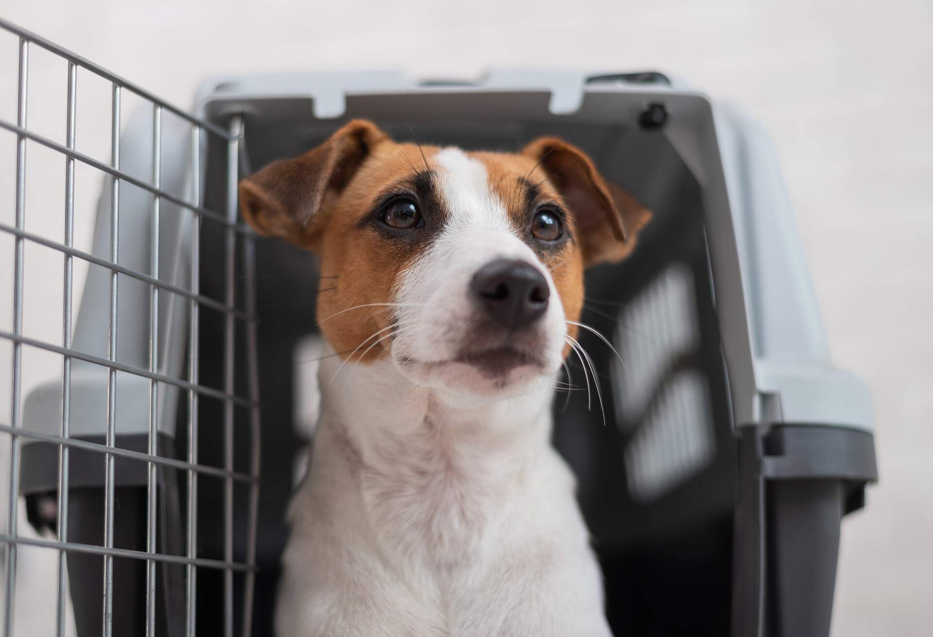 Jack russell terrier in a travel box. Obedient dog in carry for safe transport.