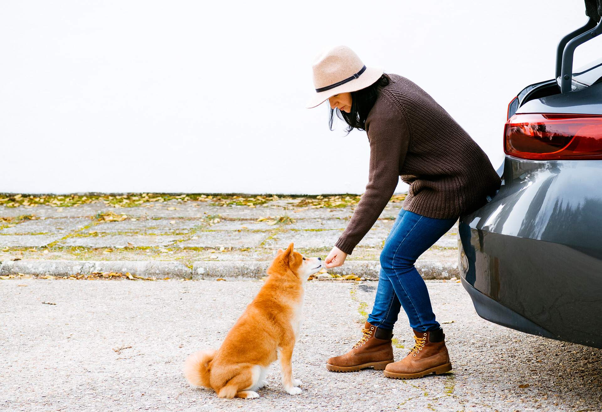 THEME_ANIMAL_DOG_CAR_GettyImages