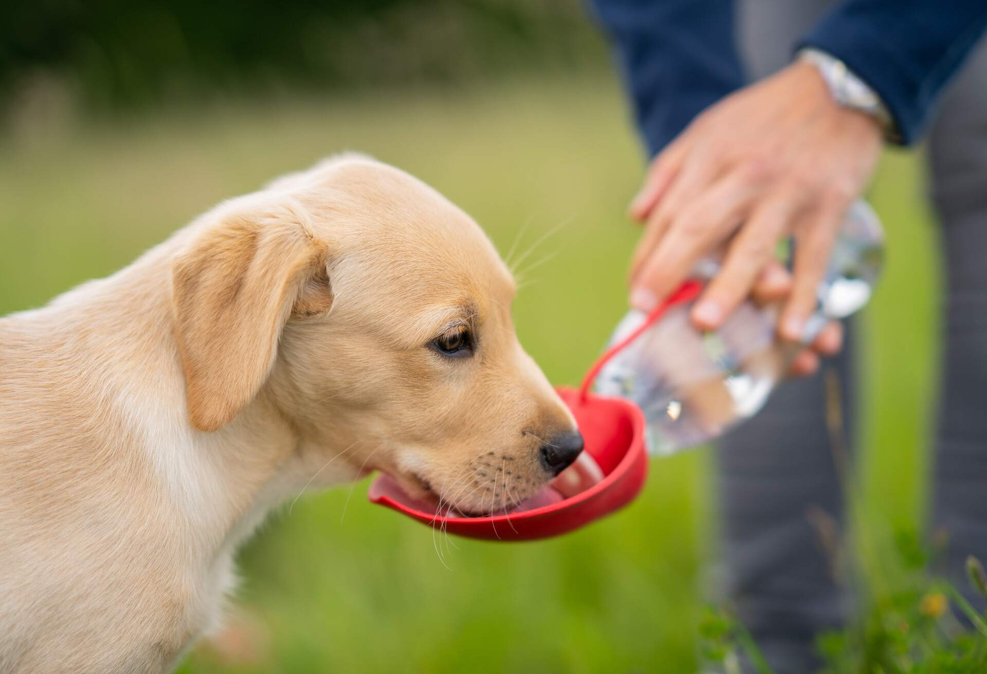 THEME_ANIMAL_DOG_DRINKING_WATER_GettyImages