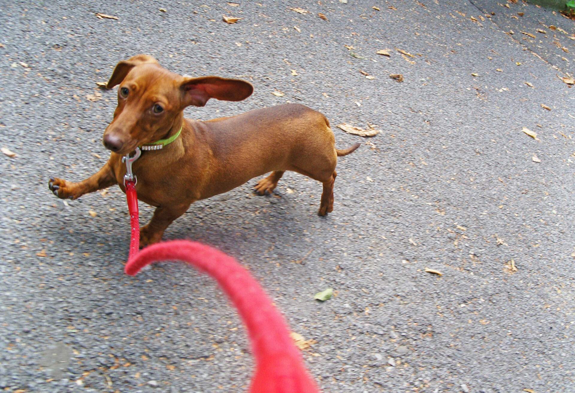 Walking the dog on a lead