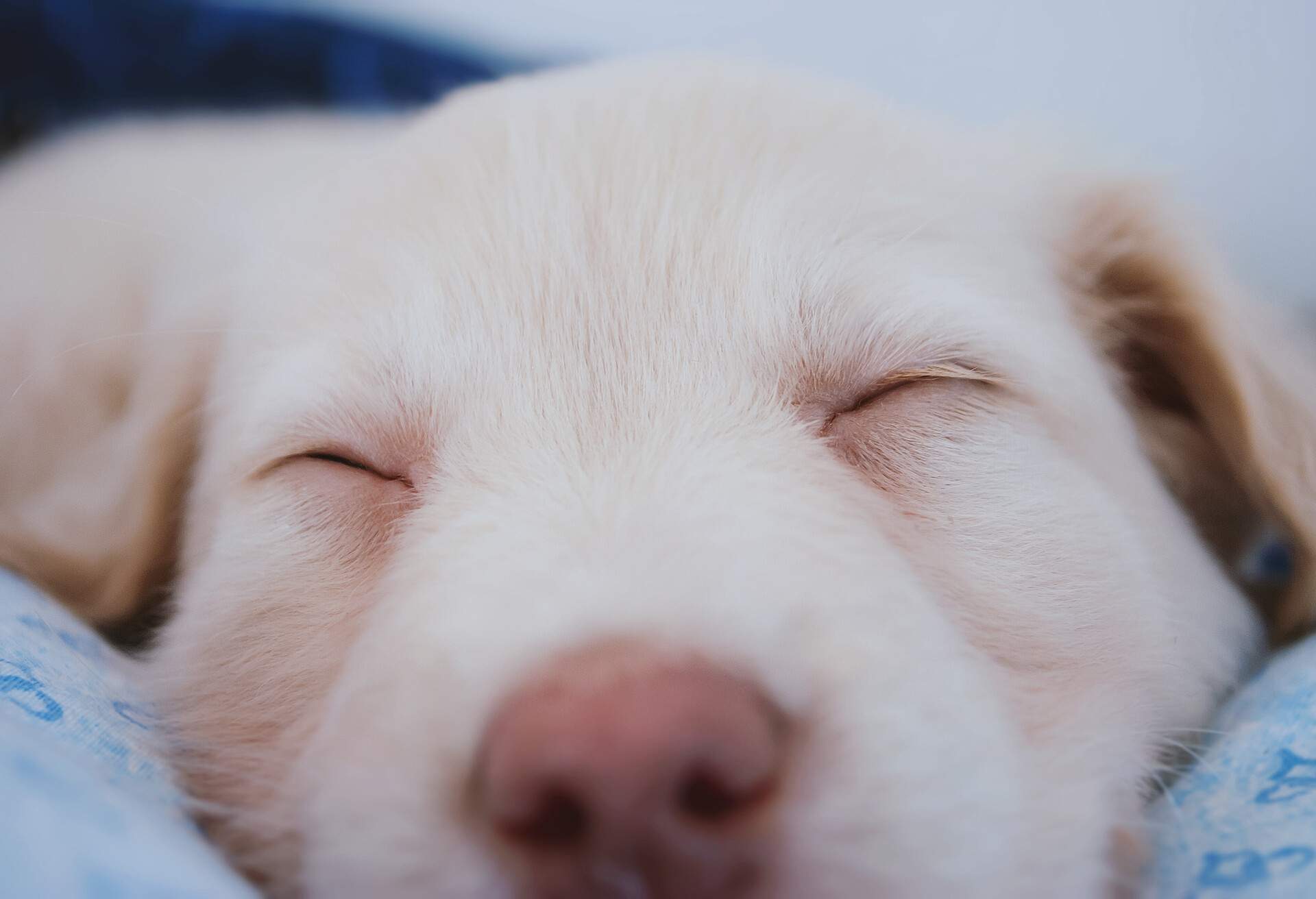 THEME_ANIMAL_DOG_SLEEPING_GettyImages