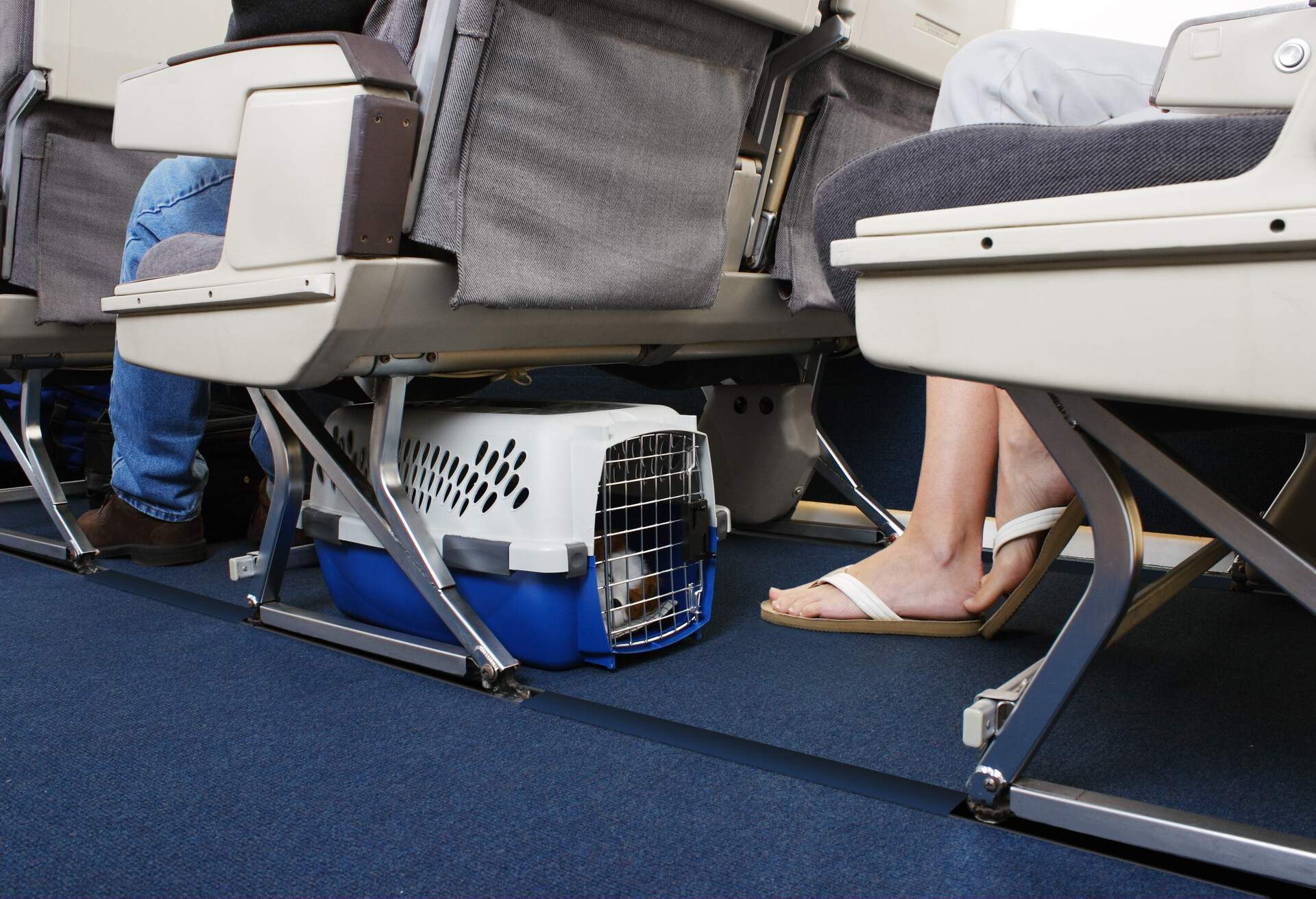 Passenger traveling with their pet dog.  Pet carrier is stowed under the seat.