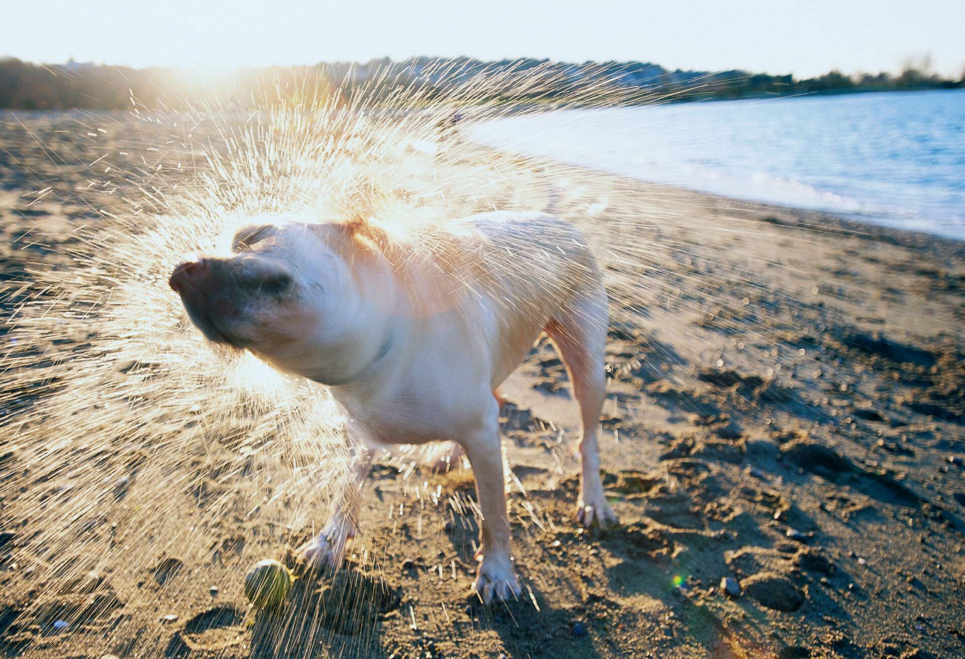 THEME_BECH_PETS_DOG_GettyImages-522107502