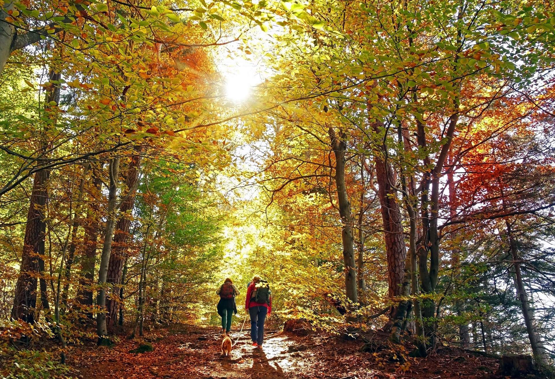 Hike with dog in October