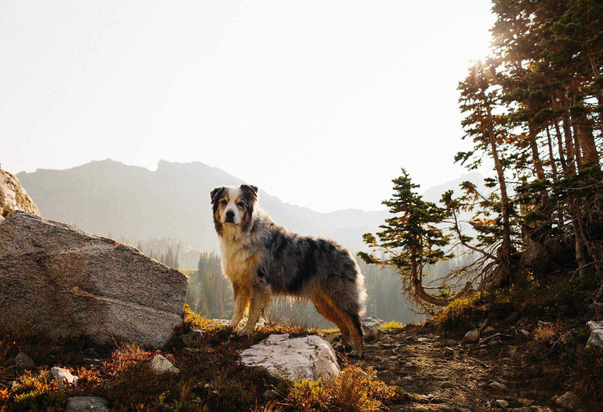 Australian Shepherd dog standing in morning light in the mountains