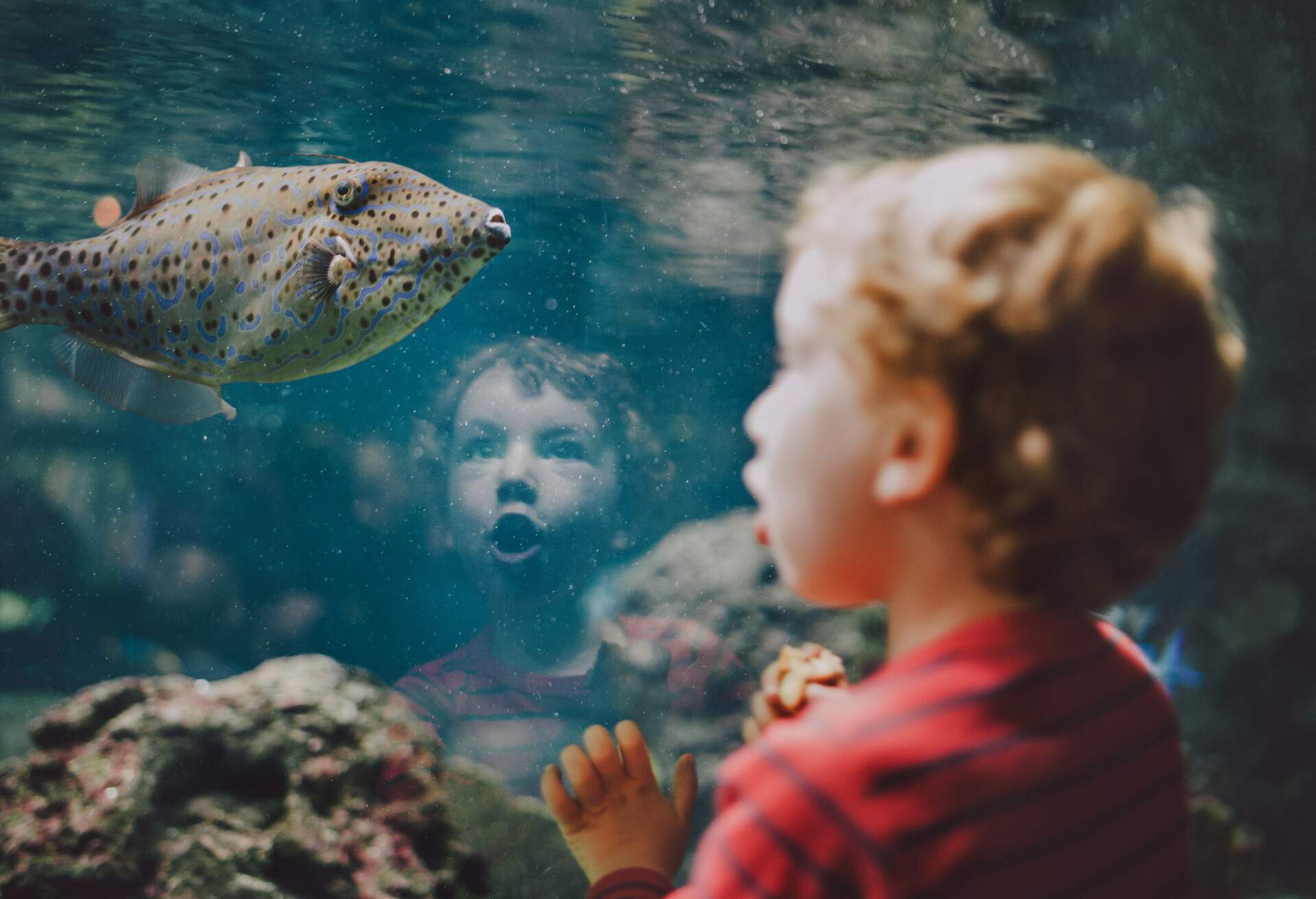 THEME_PEOPLE_BOY_AQUARIUM_FISH_GettyImages-185663634