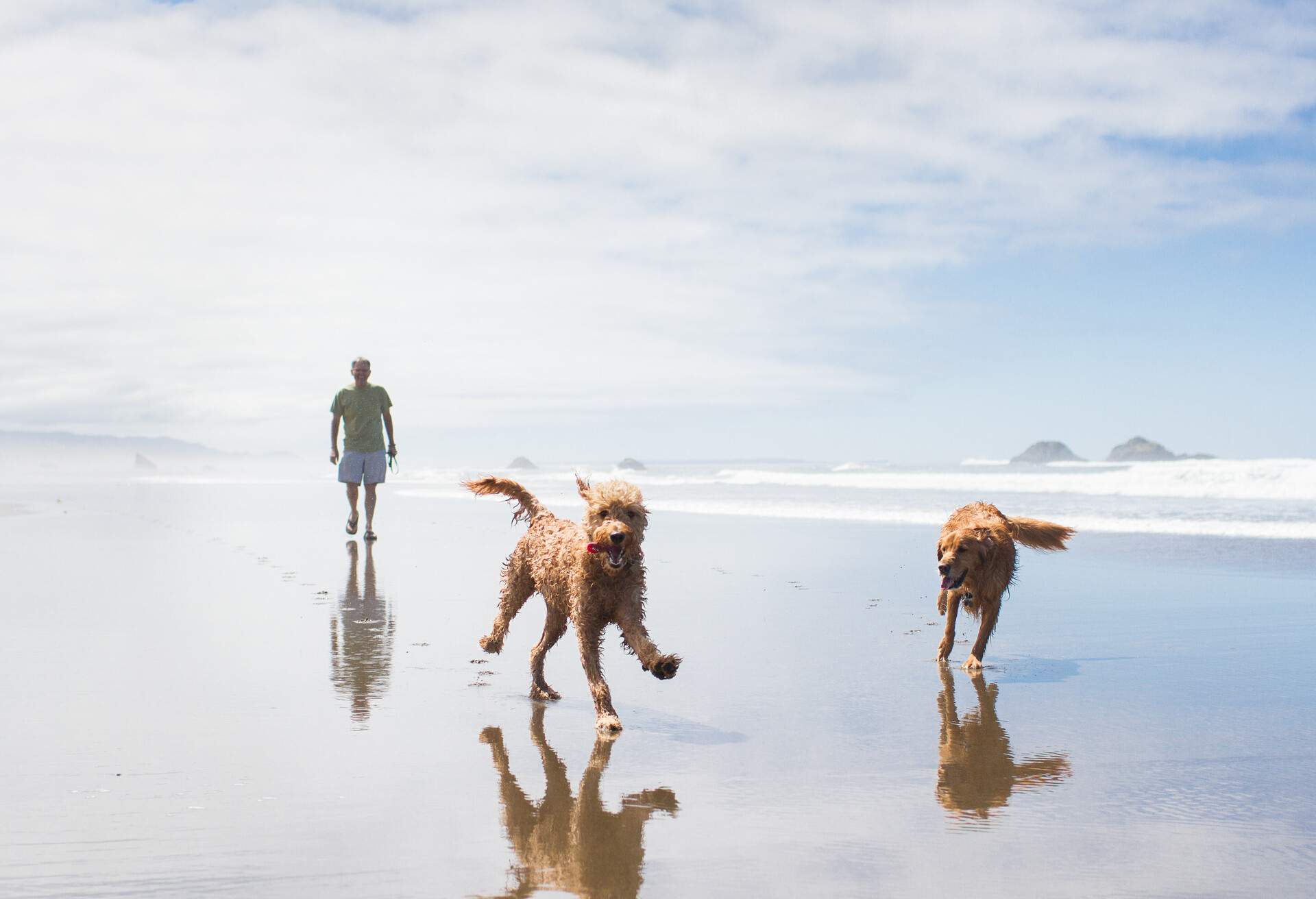 theme_dog_travel_beach_gettyimages-453108841_universal_within-usage-period_83138