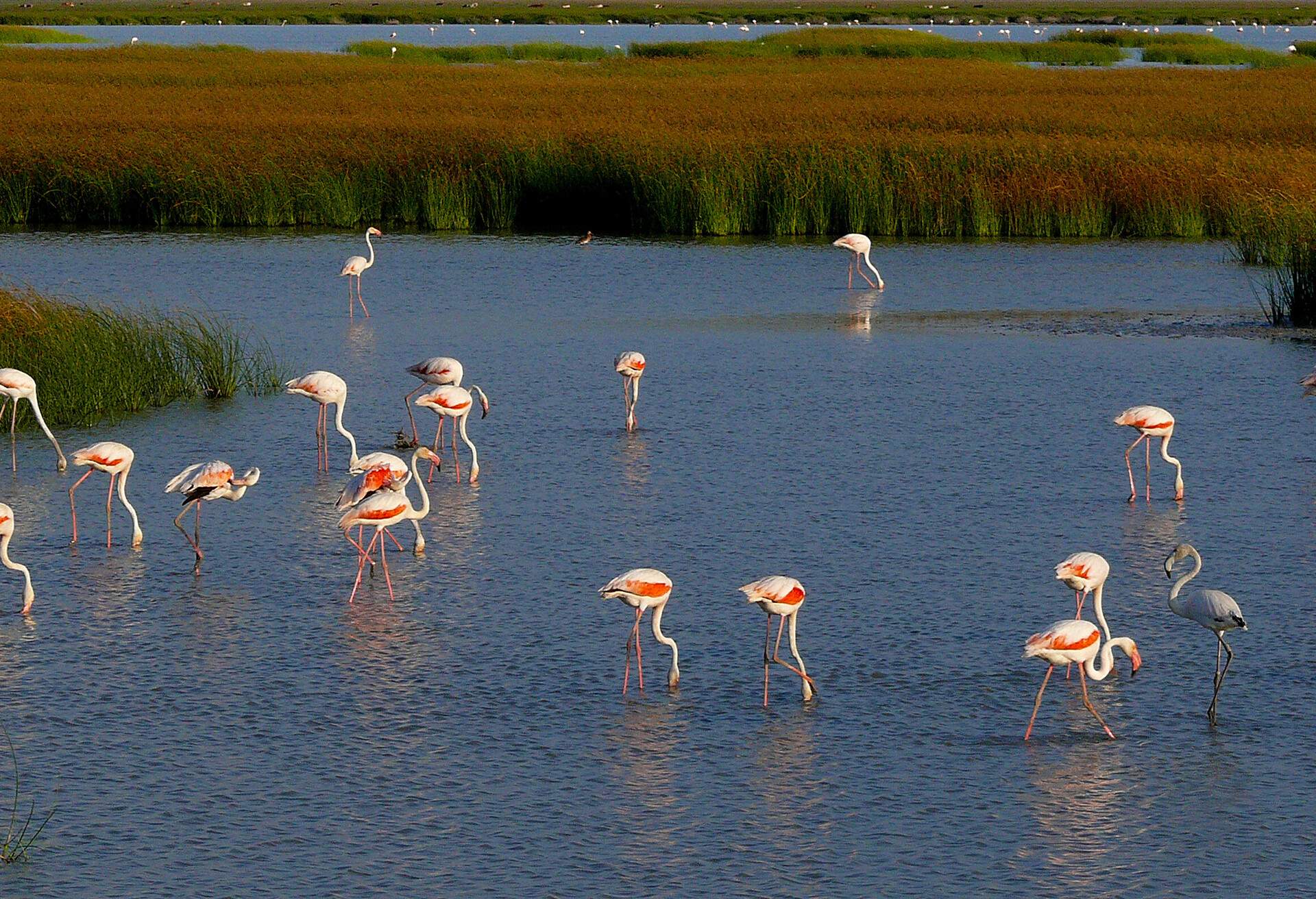 Flock of pink greater flamingos feeding in the marshes of Doñana National Park in Huelva, Andalusia, Spain