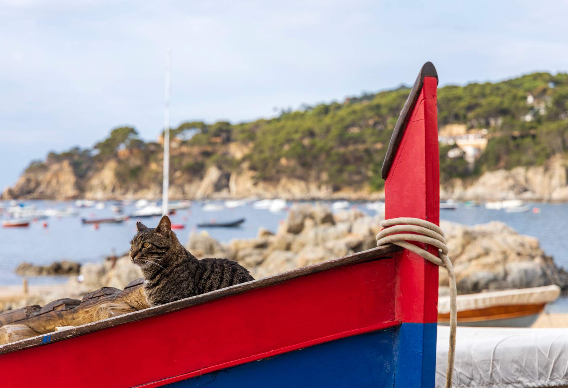 Two brown cats with stripes, on top of a boat moored on the Mediterranean beach