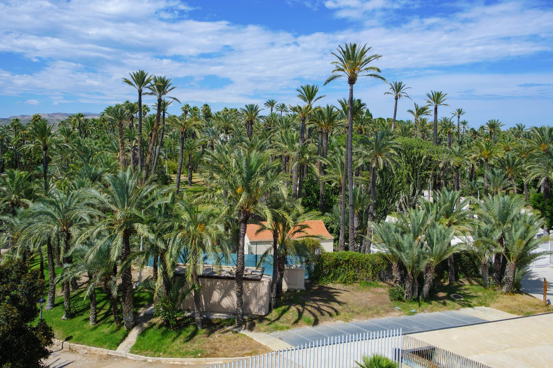 a view over the famous Palmeral de Elche, or Palm Grove of Elche, a public park with many palm trees in Elche, in the Valencian Community, Spain