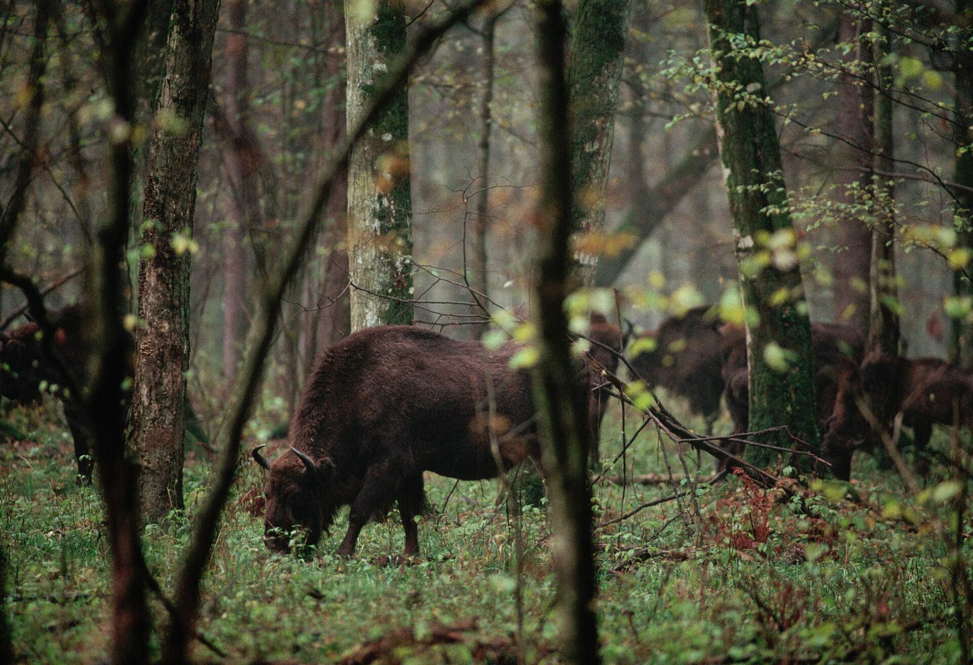 European bison from a small protected herd roam the Bialowieza Forest of eastern Poland. Once near extinction, the bison were reintroduced to the forest by scientists. This is the last wild herd in Europe.