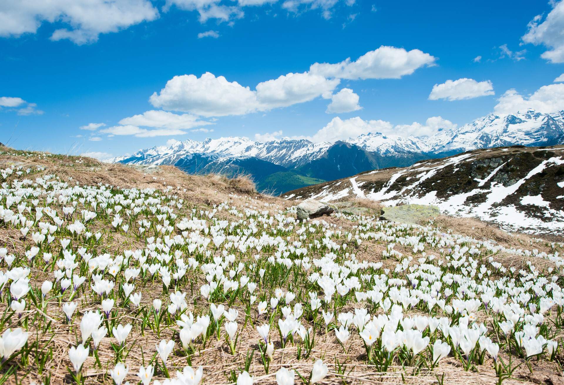 DEST_SWITZERLAND_FIESCHERALP_WALLIS_shutterstock-portfolio_54635101