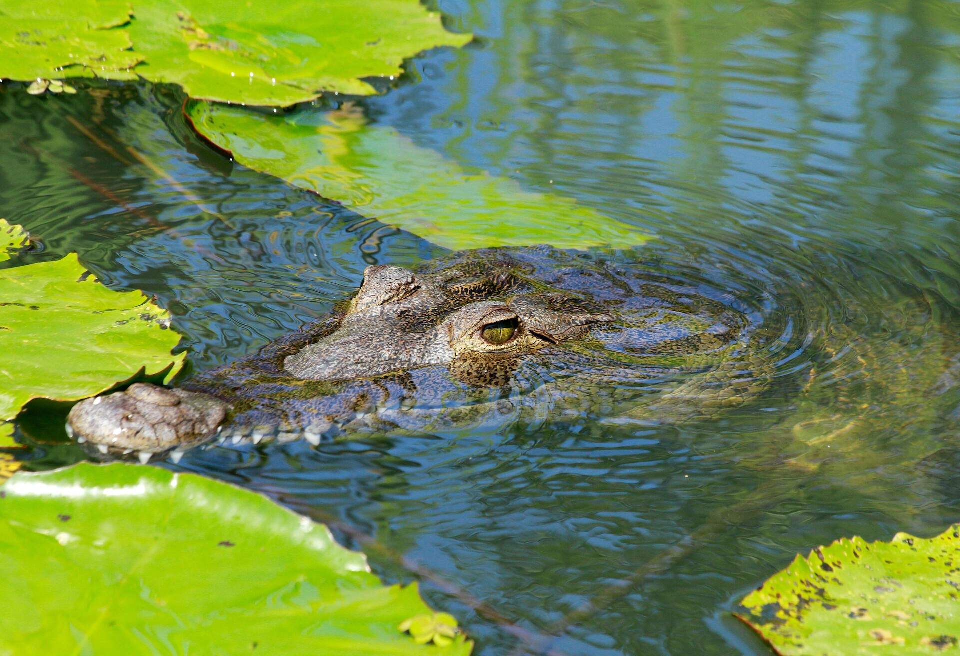 American crocodile (Crocodylus acutus) in lily pads in the Black river, Jamaica.