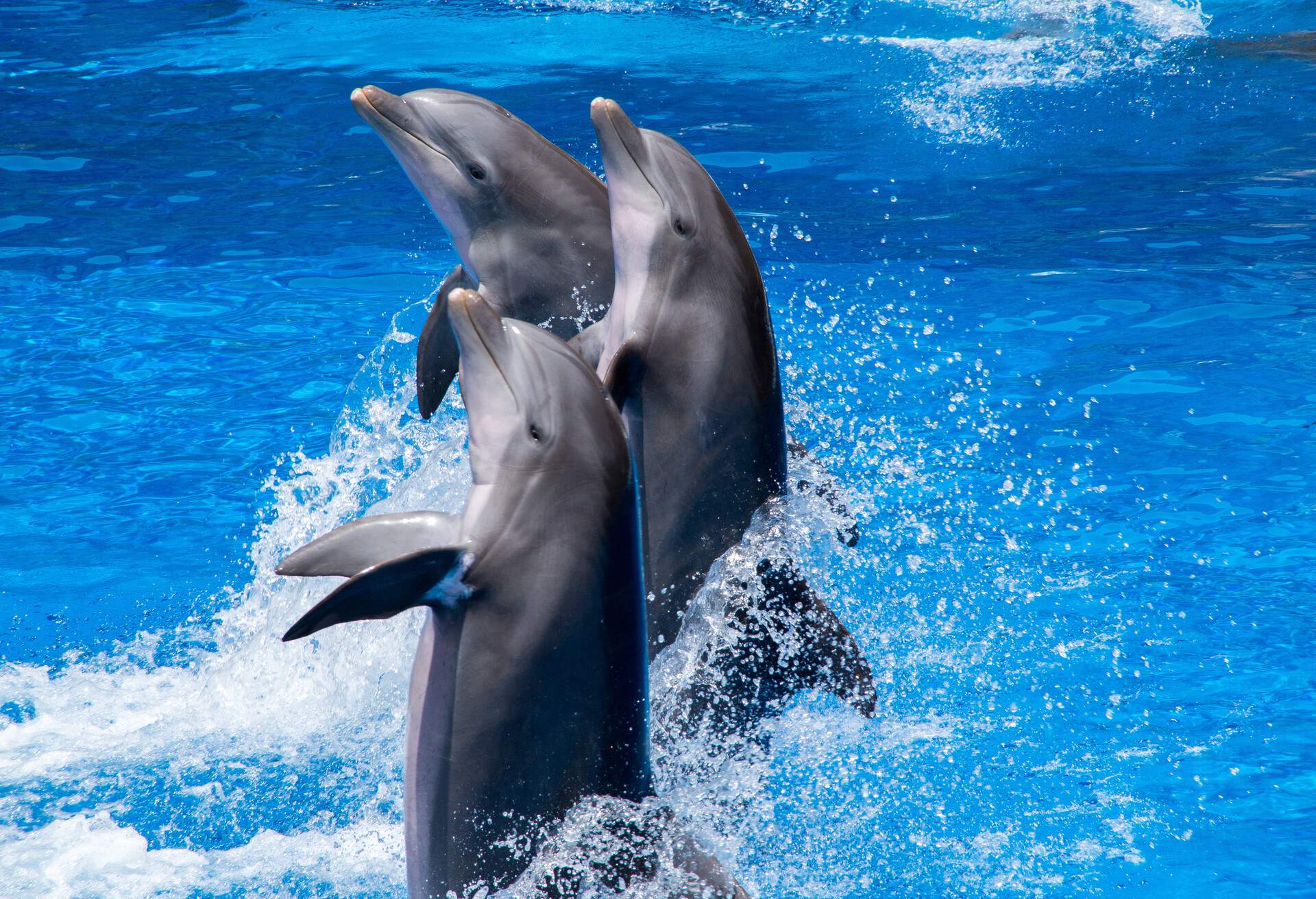 Maspalomas, Gran Canaria, Canary Islands, Spain. July 31, 2018.-Three dolphins do acrobatics in one of the theme parks in the south of the island of Gran Canaria. Tourists, especially with small children, spend at least one day of their vacations enjoying these places.