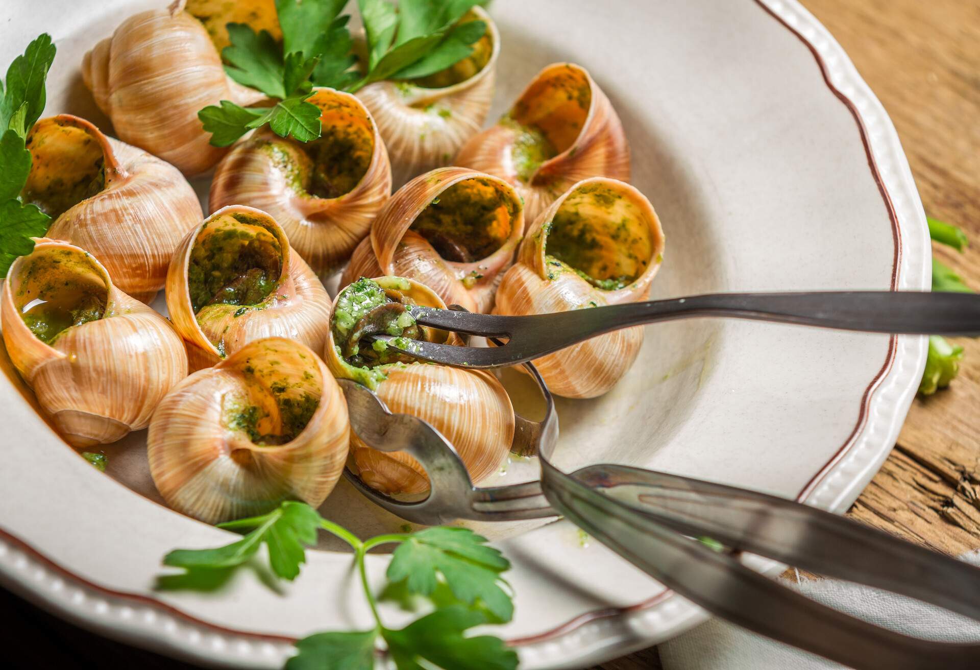 Closeup of eating the fried snails with garlic butter.