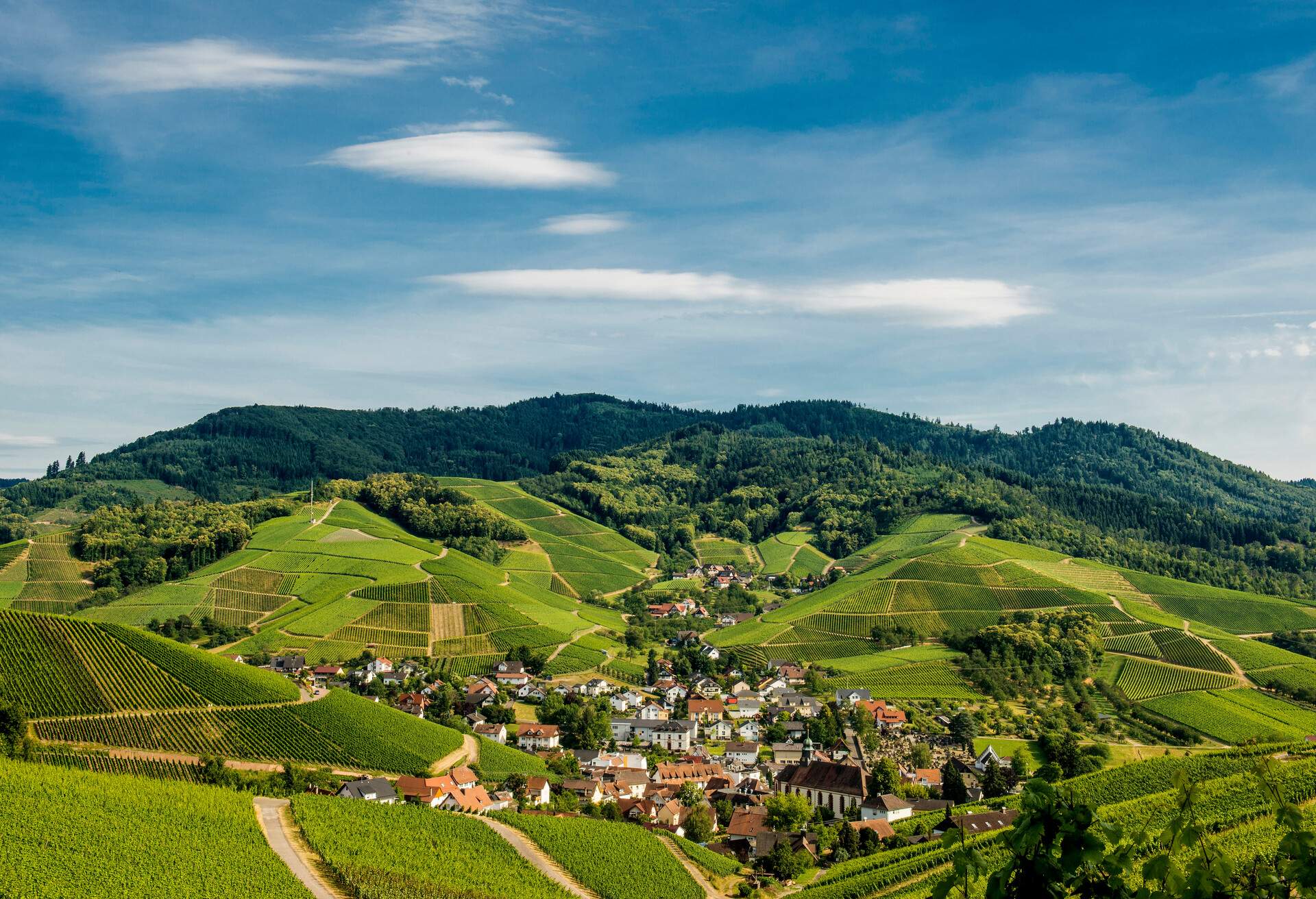 Vineyards, Durbach, Ortenau, Black Forest, Baden-Wuerttemberg, Germany