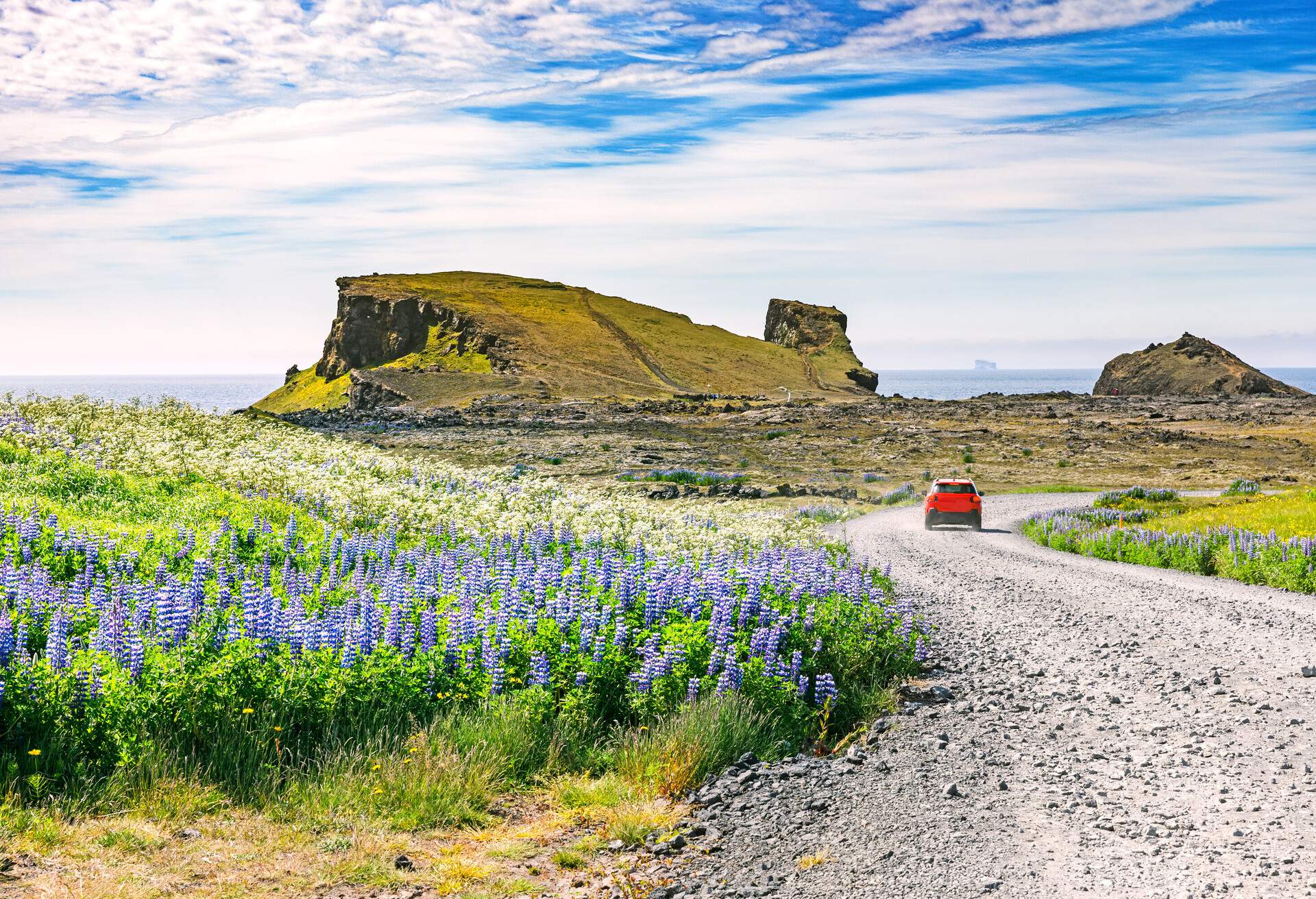 Golden Circle road trip in Iceland. Amazing Icelandic landscape. Lupine flowers by road side. Sophisticated rocks in background. Southern Peninsula Region by the Keflavik international airport.; Shutterstock ID 1494941570