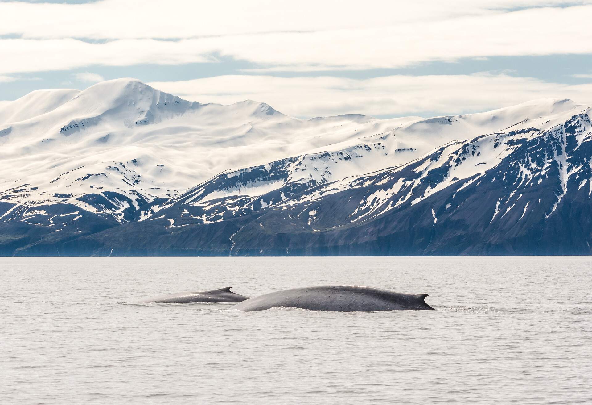 DEST_ICELAND_WHALE_SEA_GettyImages-645462951