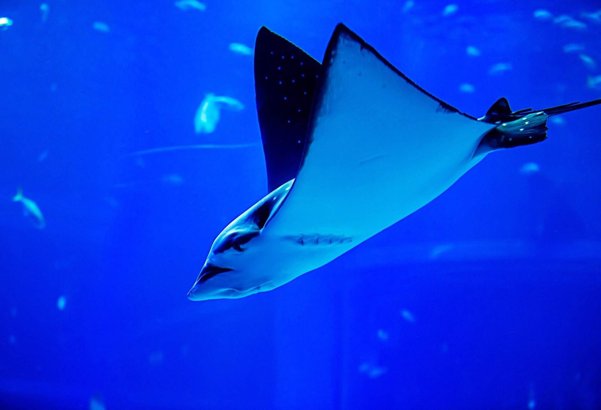 JAPAN_OSAKA_AQUARIUM-KAIYUKAN_STINGRAY