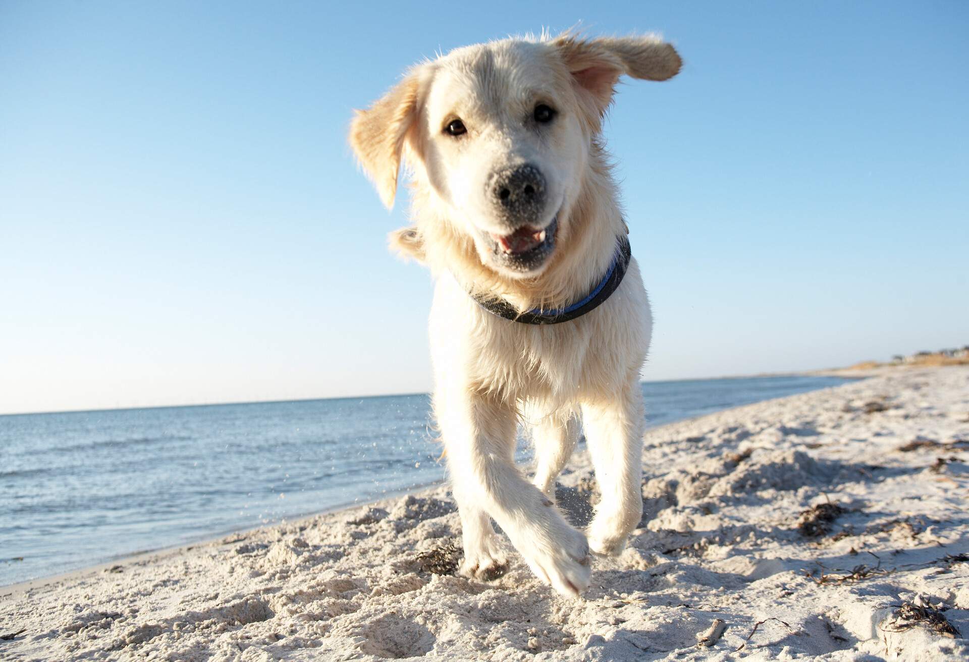 A white dog with a collar runs across a sandy beach.