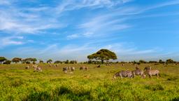 Encuentra vuelos baratos a Kenia