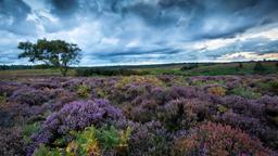 New Forest hoteles