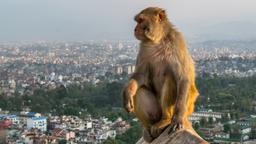Nepal hoteles