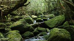 Coches de alquiler en Yakushima